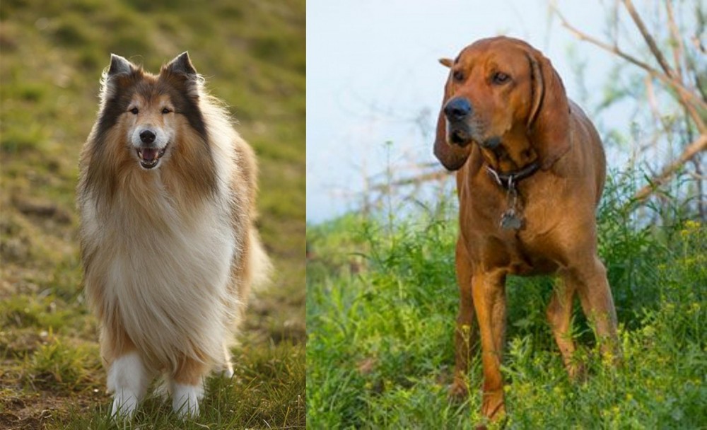 Redbone Coonhound vs Collie - Breed Comparison