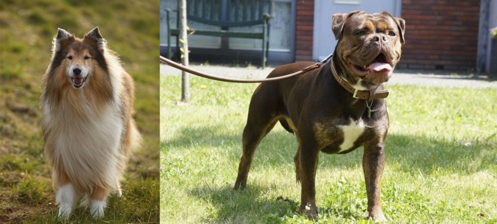 Renascence Bulldogge vs Collie - Breed Comparison