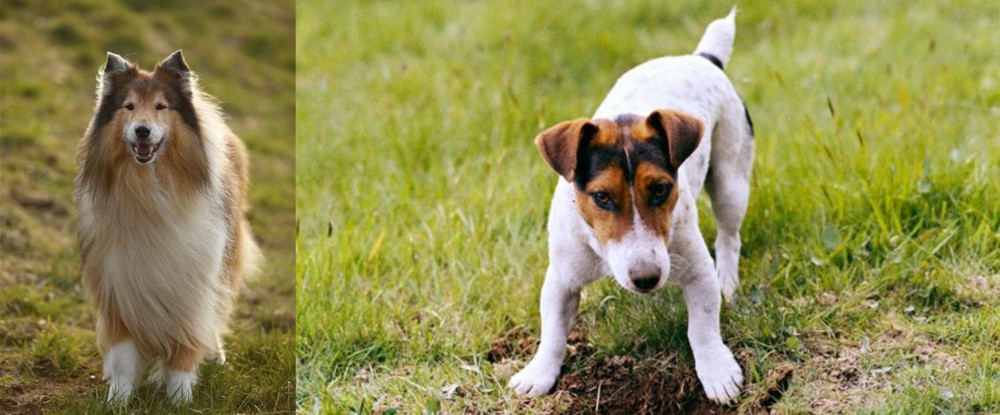 Russell Terrier vs Collie - Breed Comparison