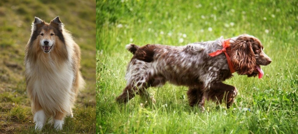 Russian Spaniel vs Collie - Breed Comparison