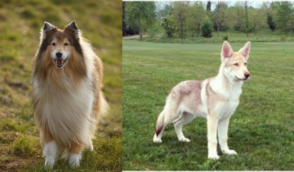 Saarlooswolfhond vs Collie - Breed Comparison