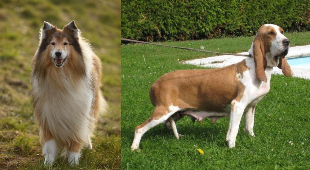 Sabueso Espanol vs Collie - Breed Comparison