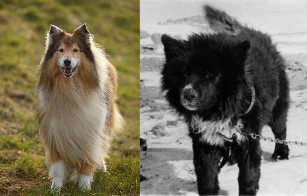 Sakhalin Husky vs Collie - Breed Comparison
