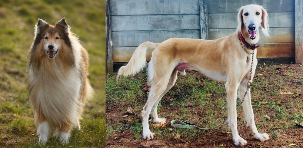 Saluki vs Collie - Breed Comparison