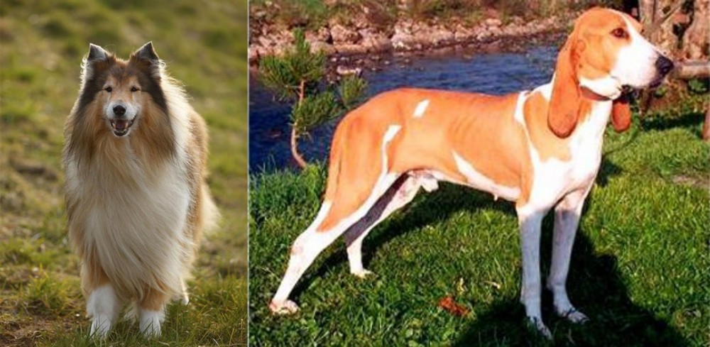 Schweizer Laufhund vs Collie - Breed Comparison