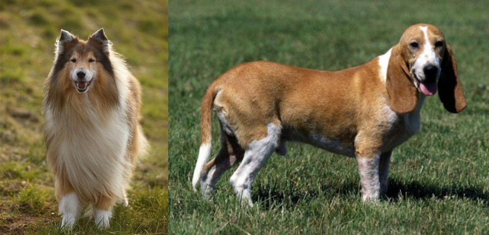Schweizer Niederlaufhund vs Collie - Breed Comparison