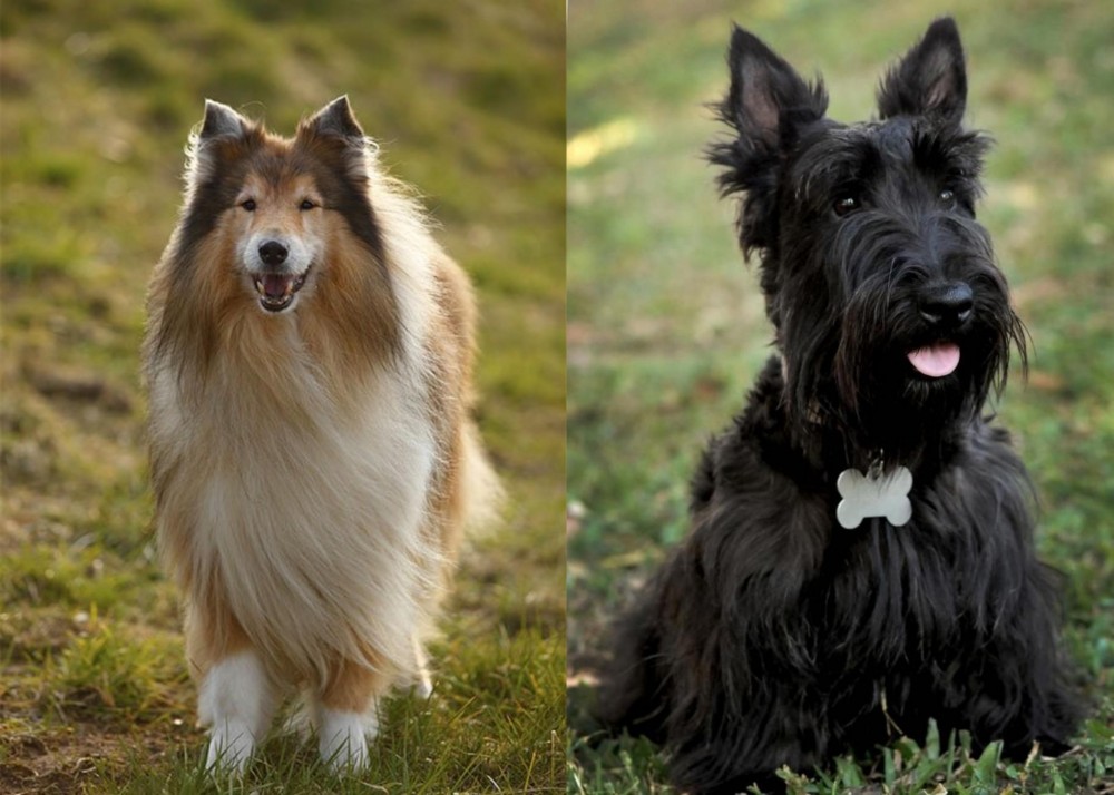 Scoland Terrier vs Collie - Breed Comparison