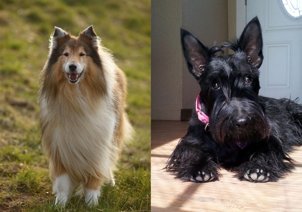 Scottish Terrier vs Collie - Breed Comparison