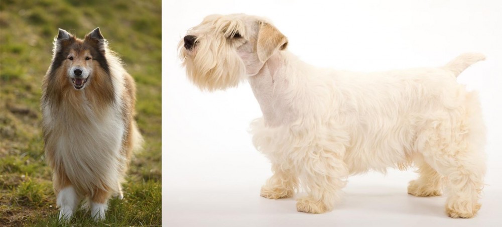 Sealyham Terrier vs Collie - Breed Comparison