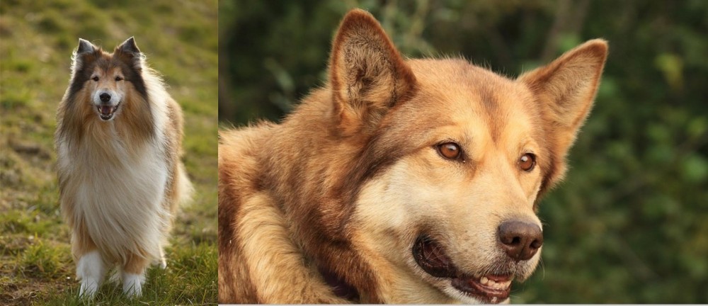 Seppala Siberian Sleddog vs Collie - Breed Comparison