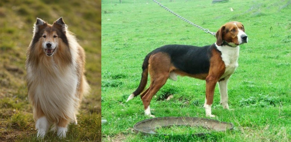 Serbian Tricolour Hound vs Collie - Breed Comparison