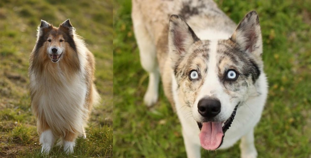 Shepherd Husky vs Collie - Breed Comparison