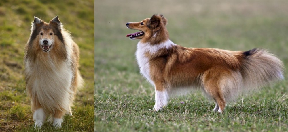 Shetland Sheepdog vs Collie - Breed Comparison