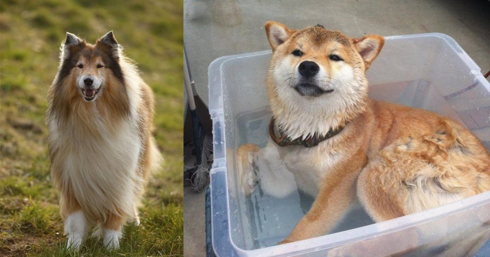 Shiba Inu vs Collie - Breed Comparison