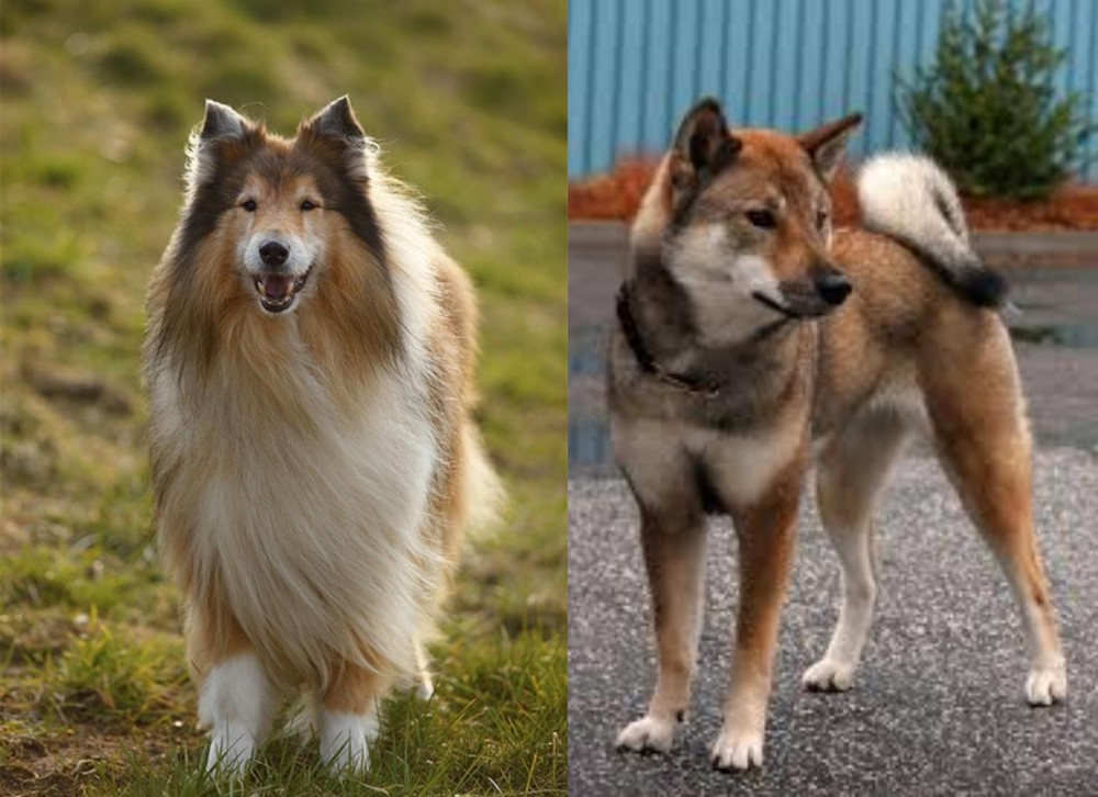 Shikoku vs Collie - Breed Comparison