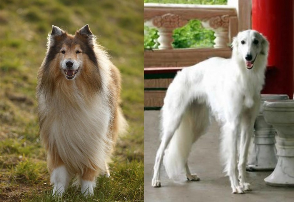 Silken Windhound vs Collie - Breed Comparison