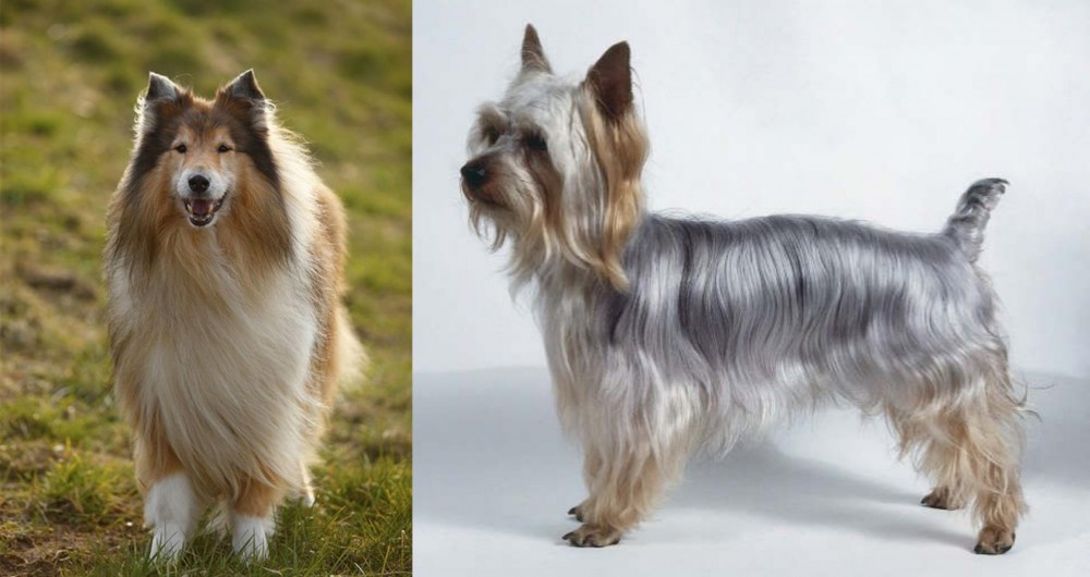 Silky Terrier vs Collie - Breed Comparison
