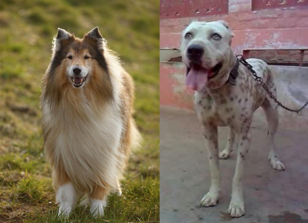 Sindh Mastiff vs Collie - Breed Comparison