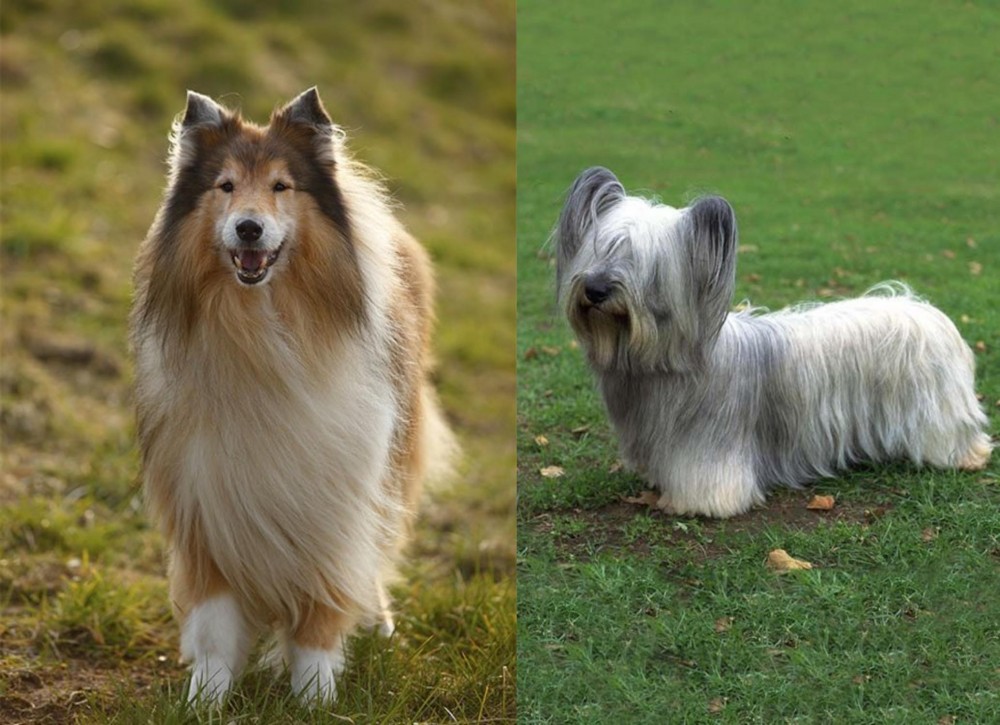 Skye Terrier vs Collie - Breed Comparison