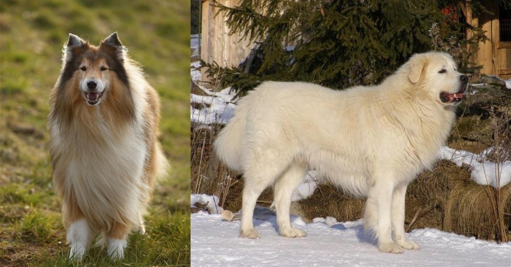 Slovak Cuvac vs Collie - Breed Comparison