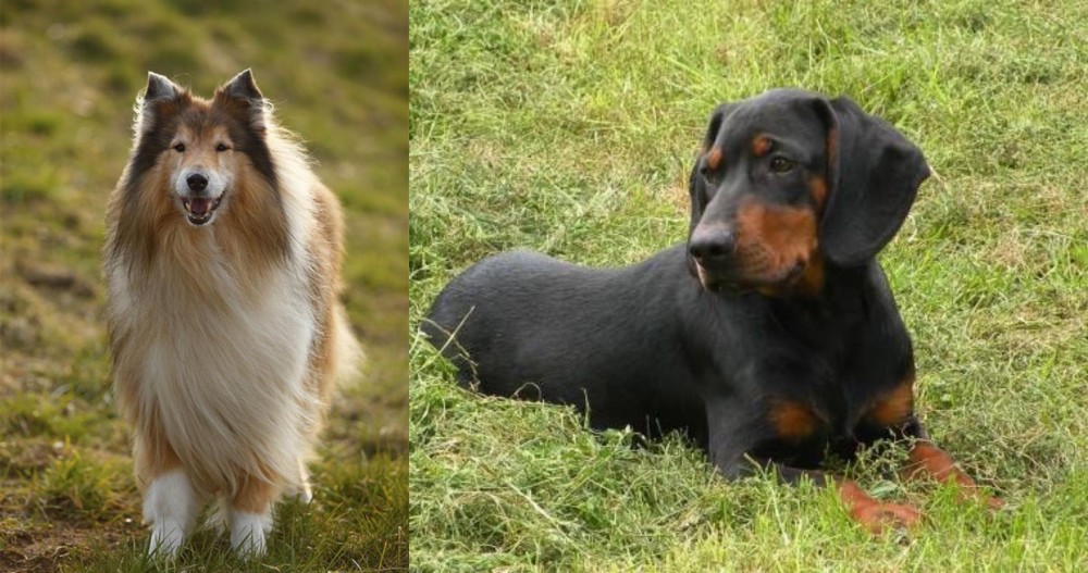 Slovakian Hound vs Collie - Breed Comparison