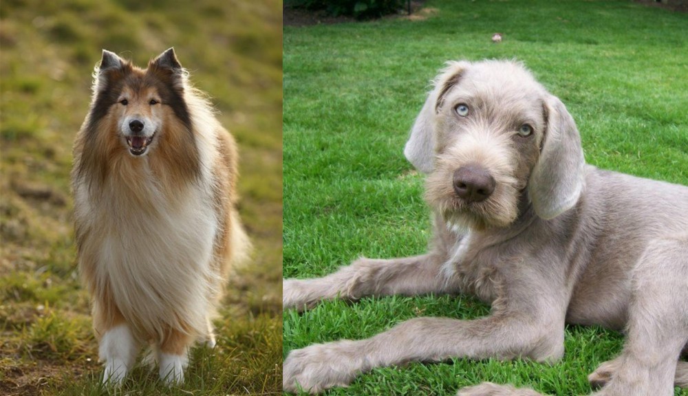 Slovakian Rough Haired Pointer vs Collie - Breed Comparison
