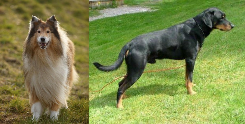Smalandsstovare vs Collie - Breed Comparison