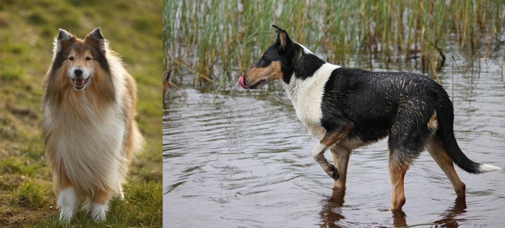 Smooth Collie vs Collie - Breed Comparison