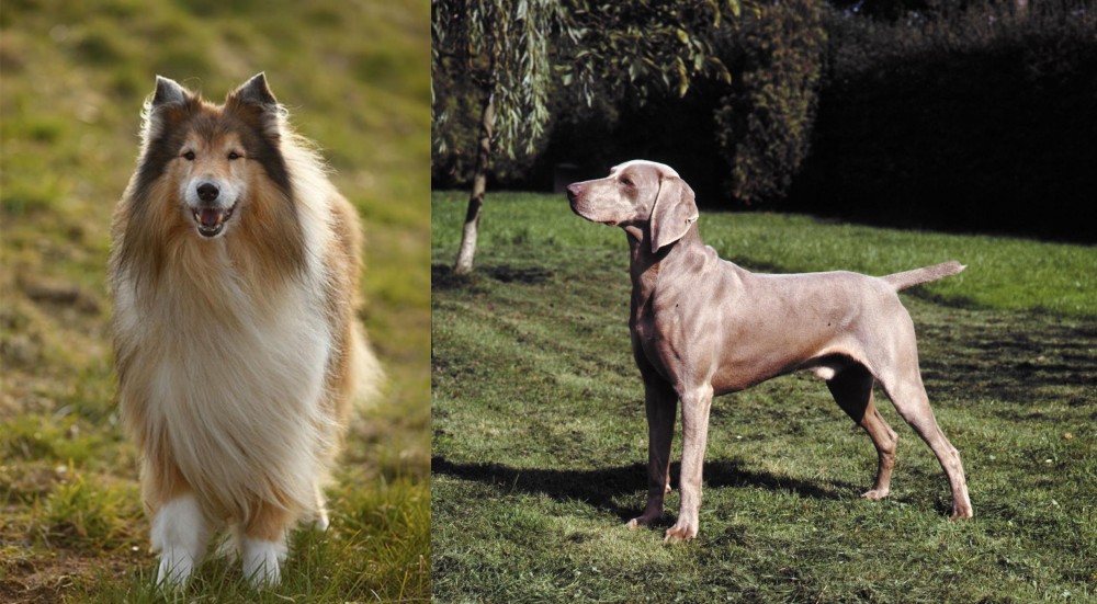 Smooth Haired Weimaraner vs Collie - Breed Comparison