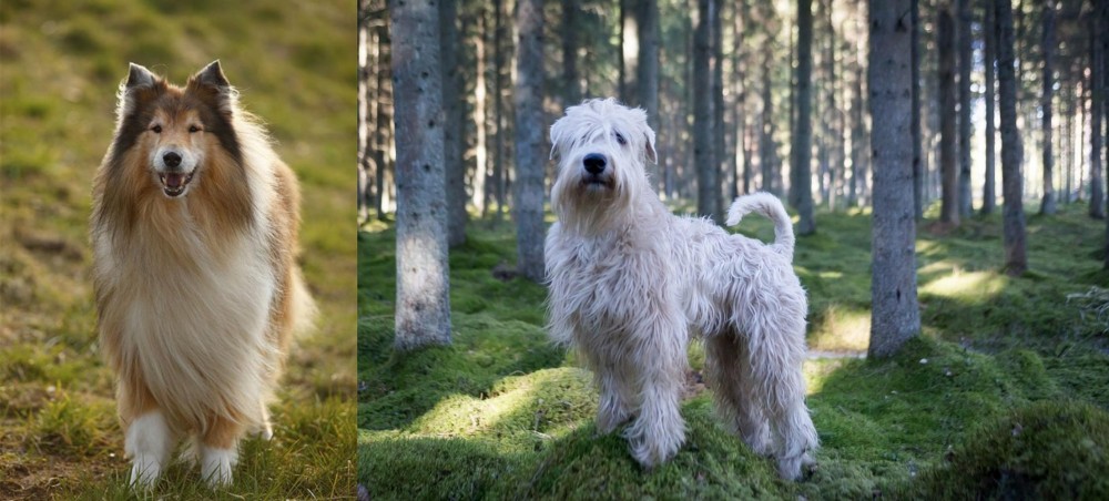 Soft-Coated Wheaten Terrier vs Collie - Breed Comparison