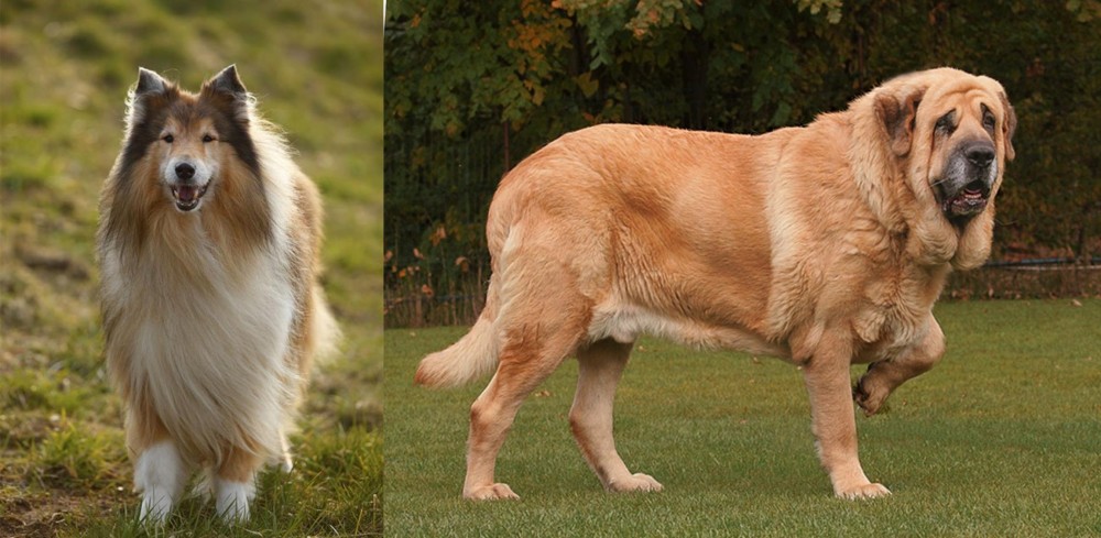 Spanish Mastiff vs Collie - Breed Comparison