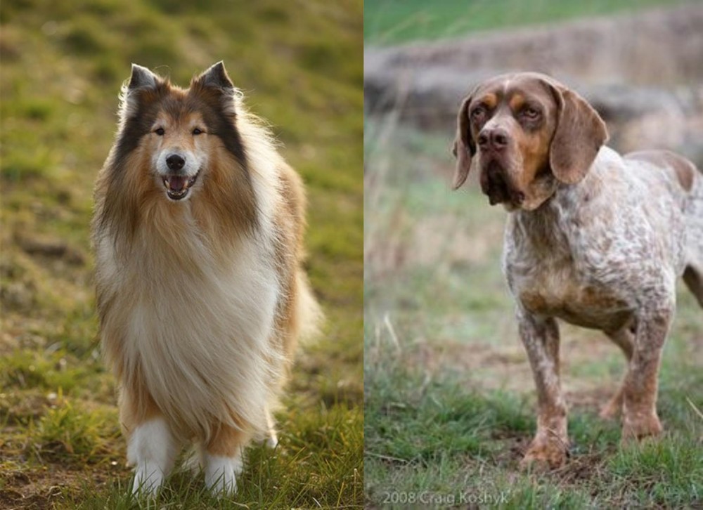 Spanish Pointer vs Collie - Breed Comparison