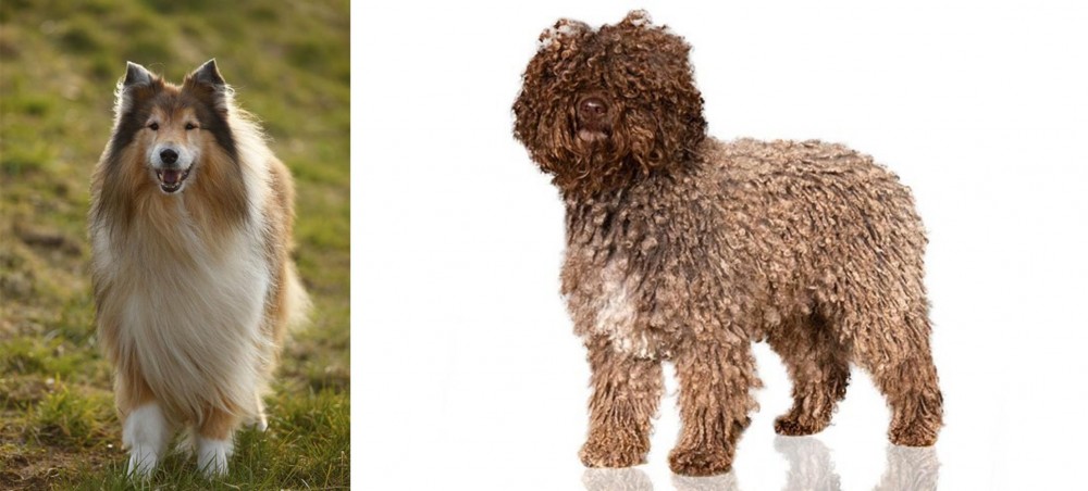 Spanish Water Dog vs Collie - Breed Comparison