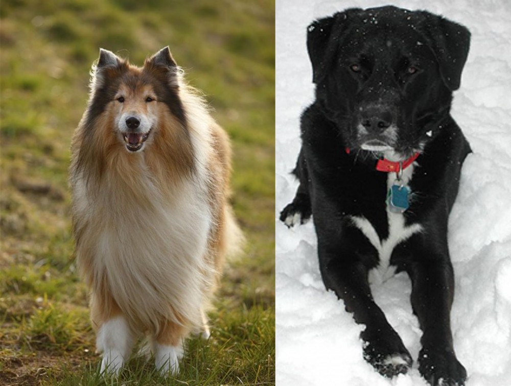 St. John's Water Dog vs Collie - Breed Comparison