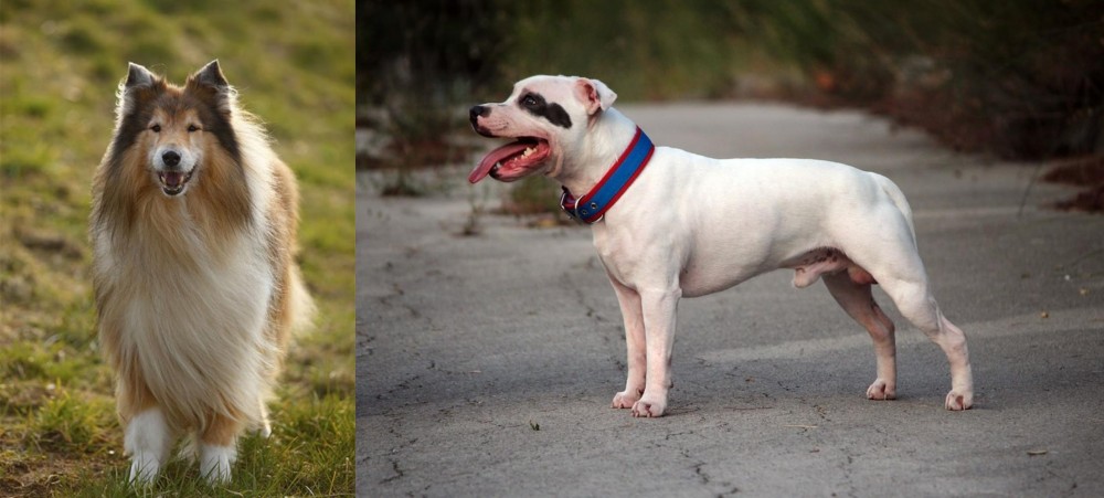 Staffordshire Bull Terrier vs Collie - Breed Comparison