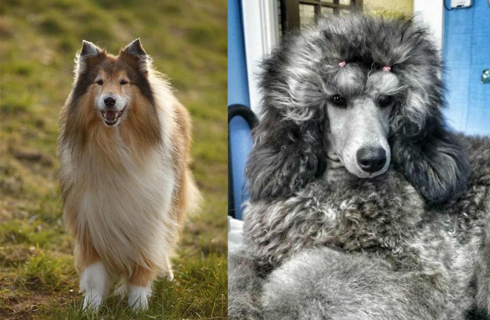 Standard Poodle vs Collie - Breed Comparison