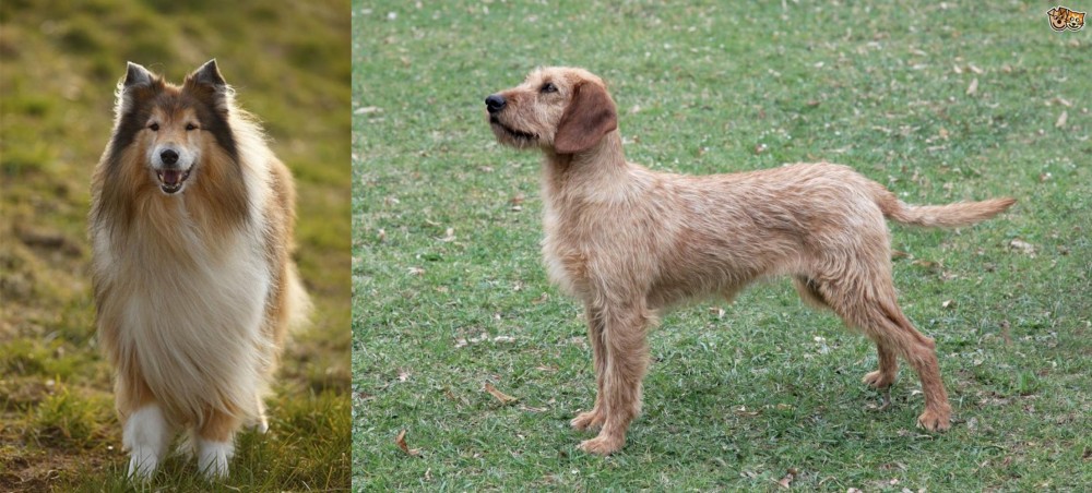 Styrian Coarse Haired Hound vs Collie - Breed Comparison
