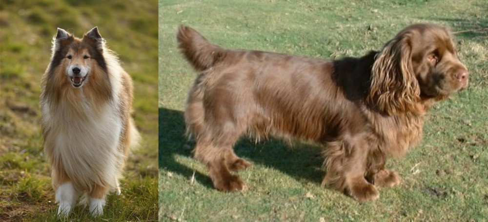 Sussex Spaniel vs Collie - Breed Comparison