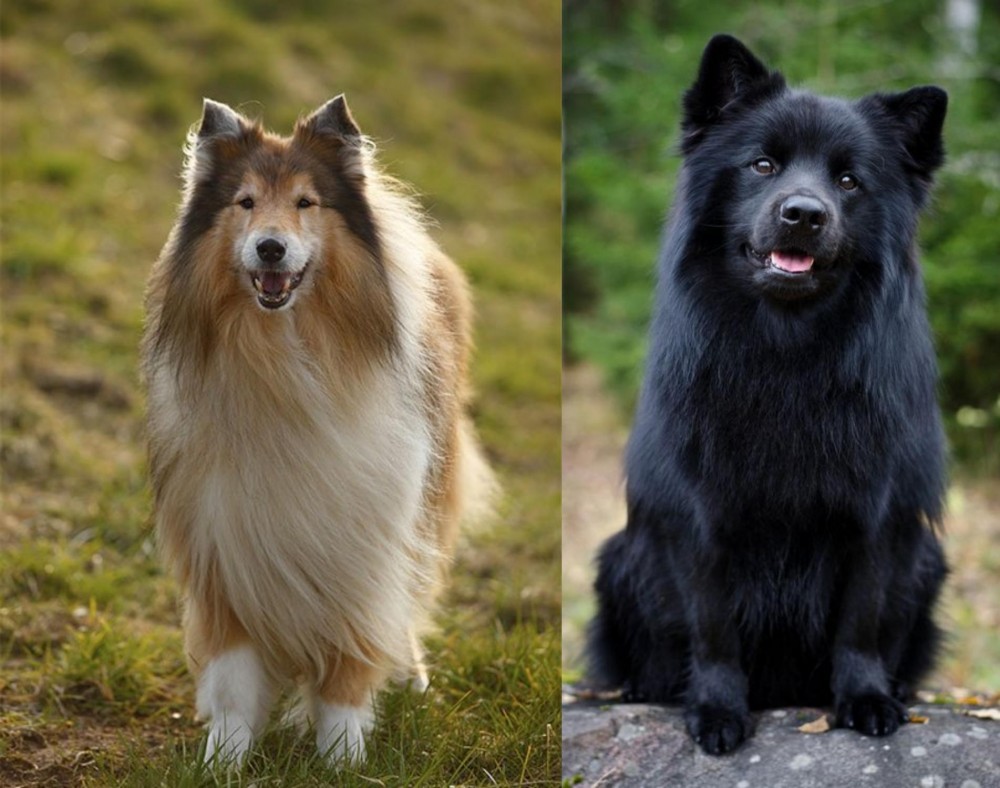 Swedish Lapphund vs Collie - Breed Comparison