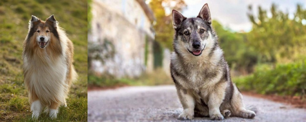 Swedish Vallhund vs Collie - Breed Comparison