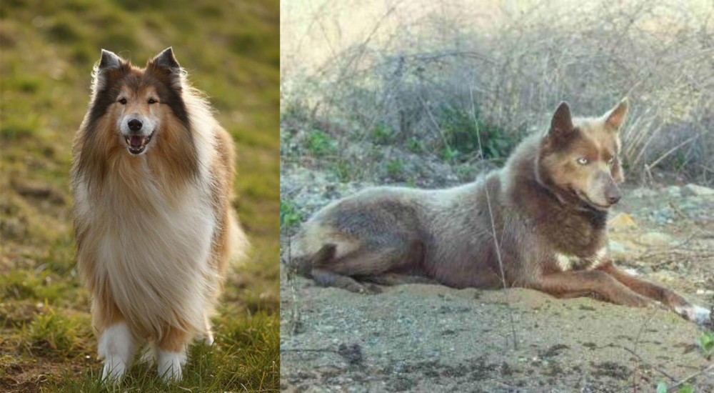 Tahltan Bear Dog vs Collie - Breed Comparison