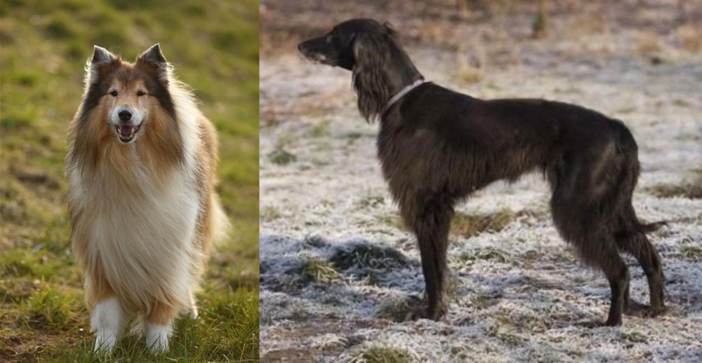 Taigan vs Collie - Breed Comparison