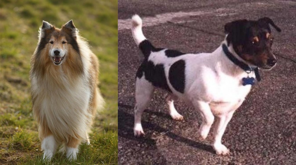 Teddy Roosevelt Terrier vs Collie - Breed Comparison