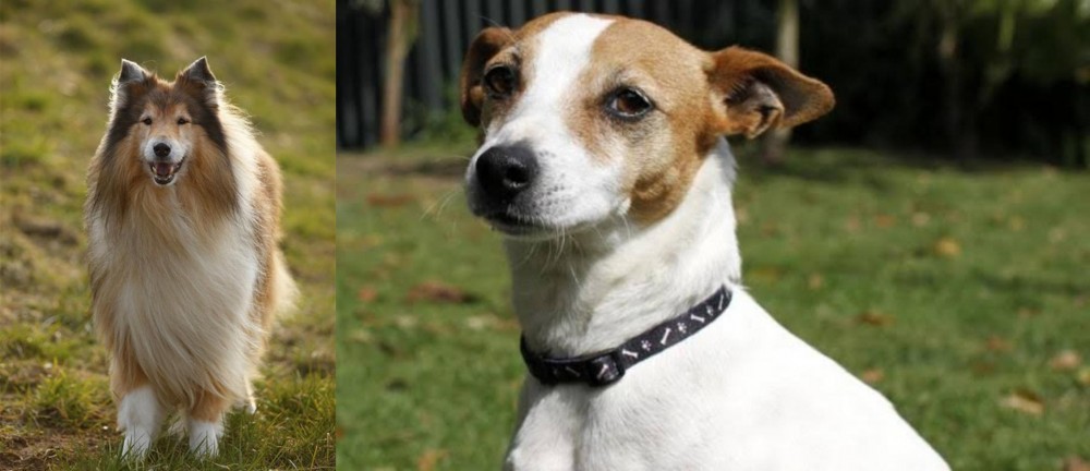 Tenterfield Terrier vs Collie - Breed Comparison