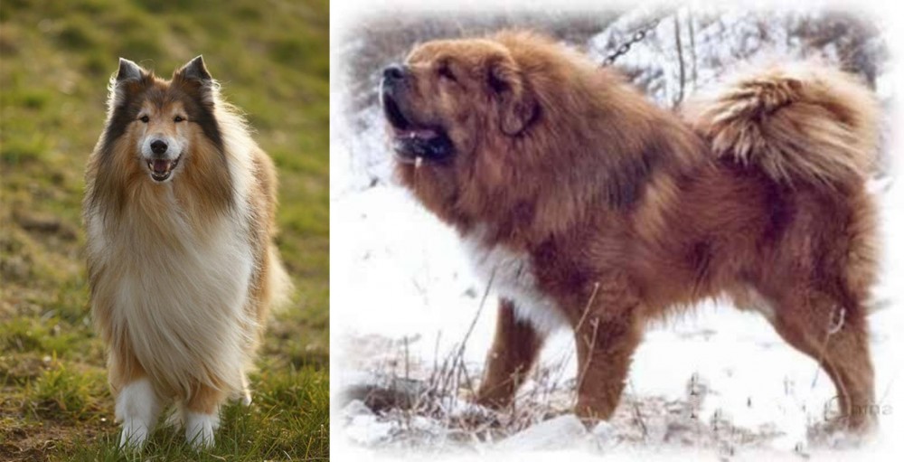 Tibetan Kyi Apso vs Collie - Breed Comparison