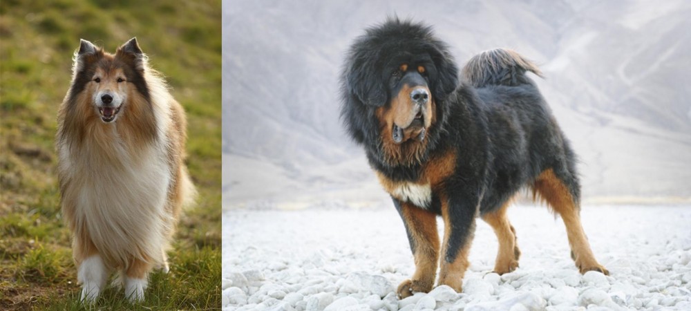 Tibetan Mastiff vs Collie - Breed Comparison