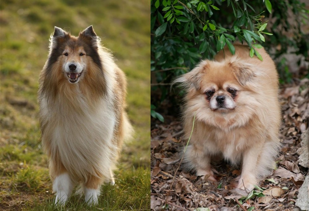 Tibetan Spaniel vs Collie - Breed Comparison