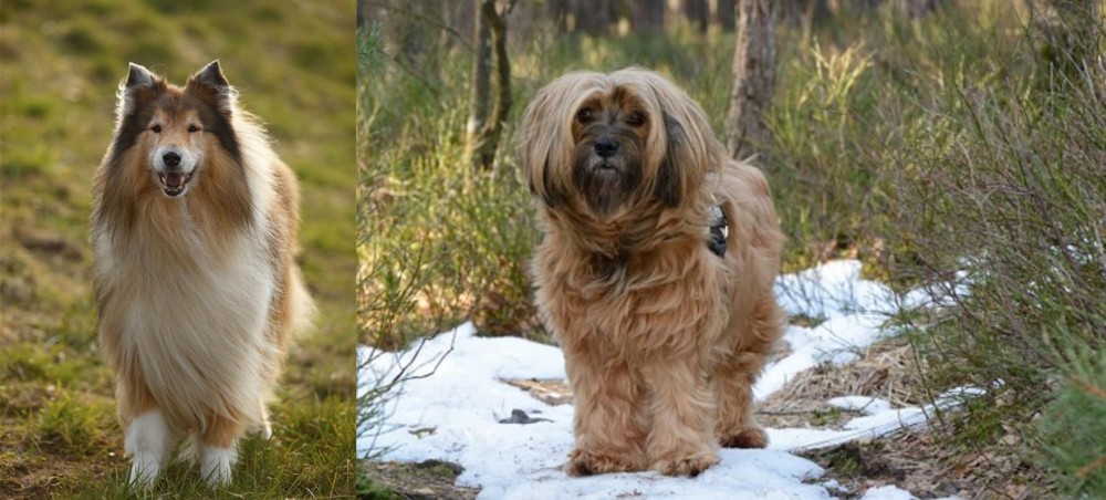 Tibetan Terrier vs Collie - Breed Comparison