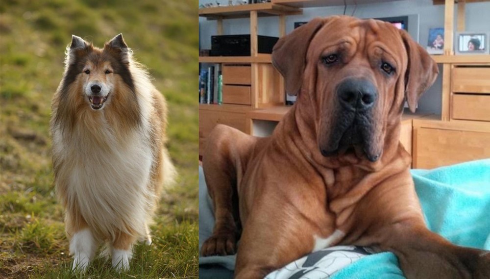 Tosa vs Collie - Breed Comparison