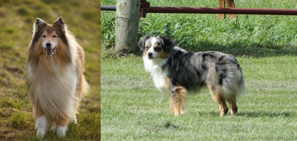 Toy Australian Shepherd vs Collie - Breed Comparison